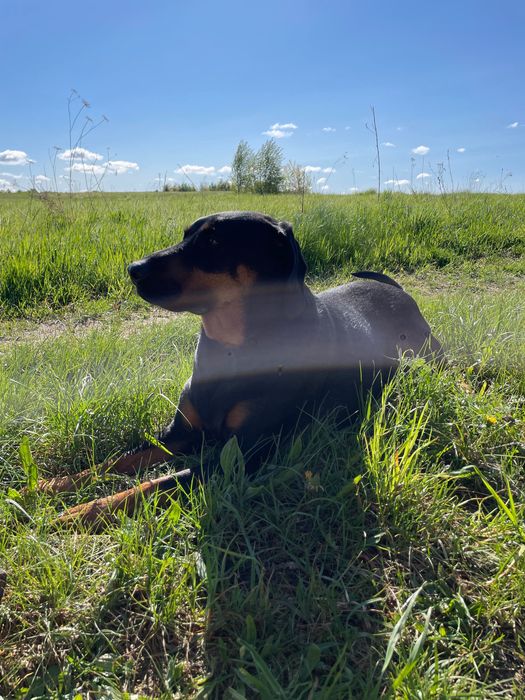Gonczy Polski do adopcji