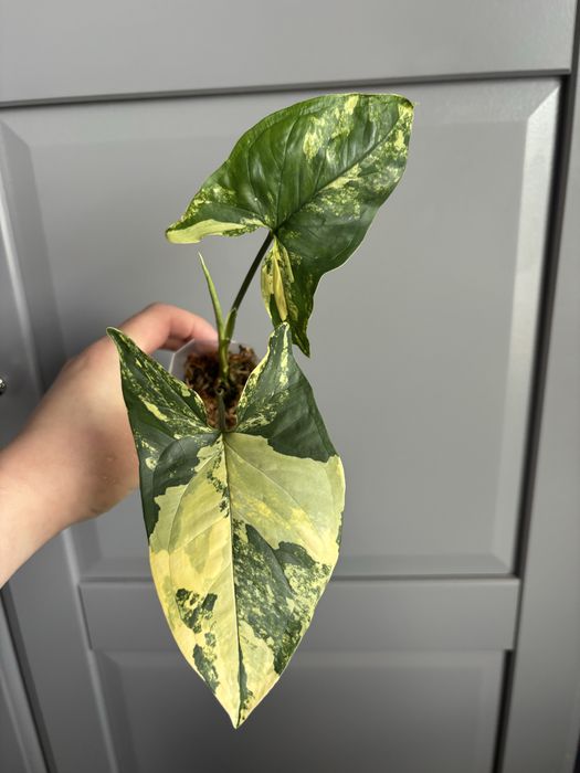 Promocja Syngonium  Aurea Yellow Variegated