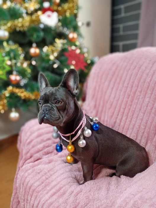 Bulldogue francês fêmea Azul