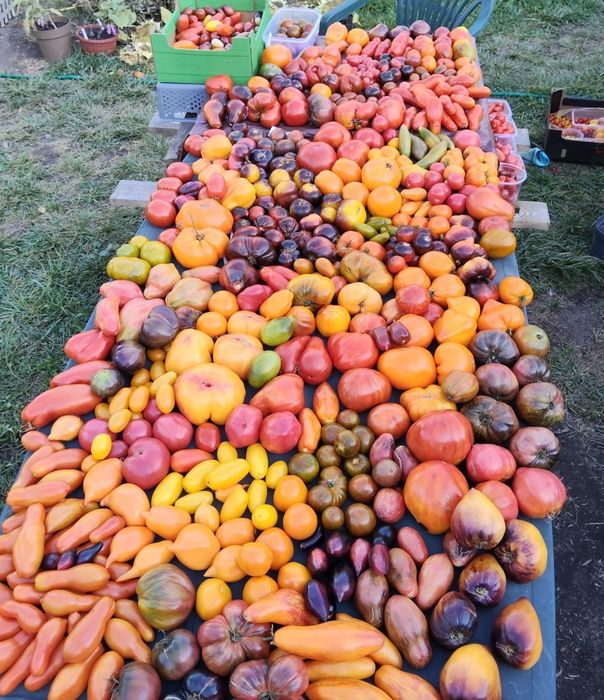 Nasionka kolekcjonerskie