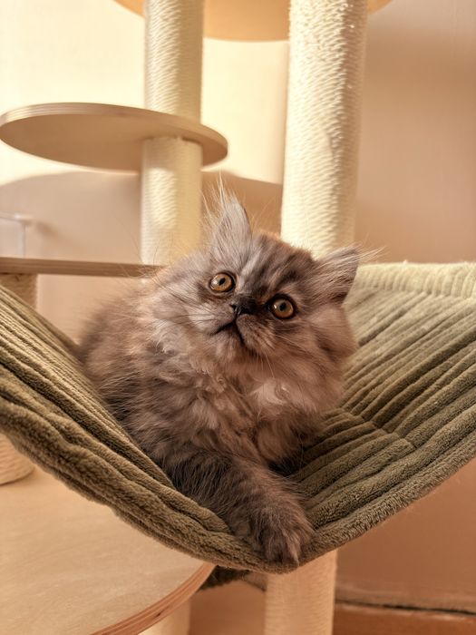 Kot szkocki zwisłouchy długowłosy / scottish fold - PZF/WCF
