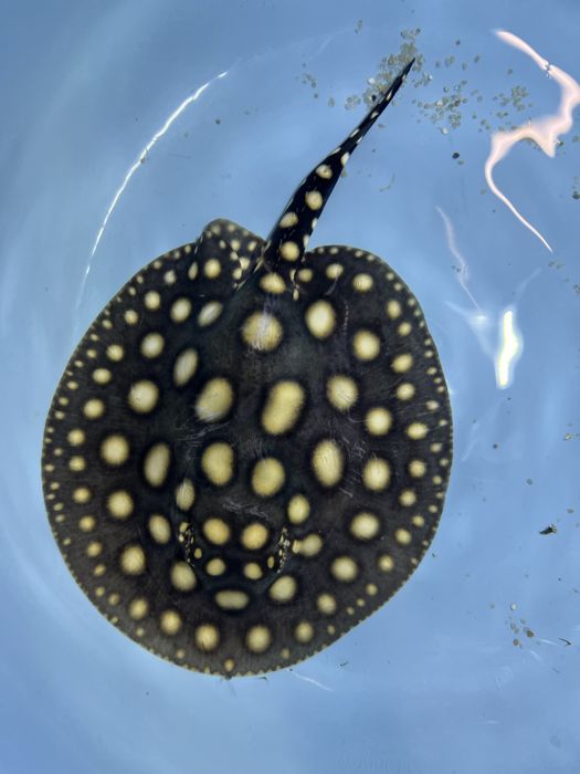 Potamotrygon black diamond płaszczka