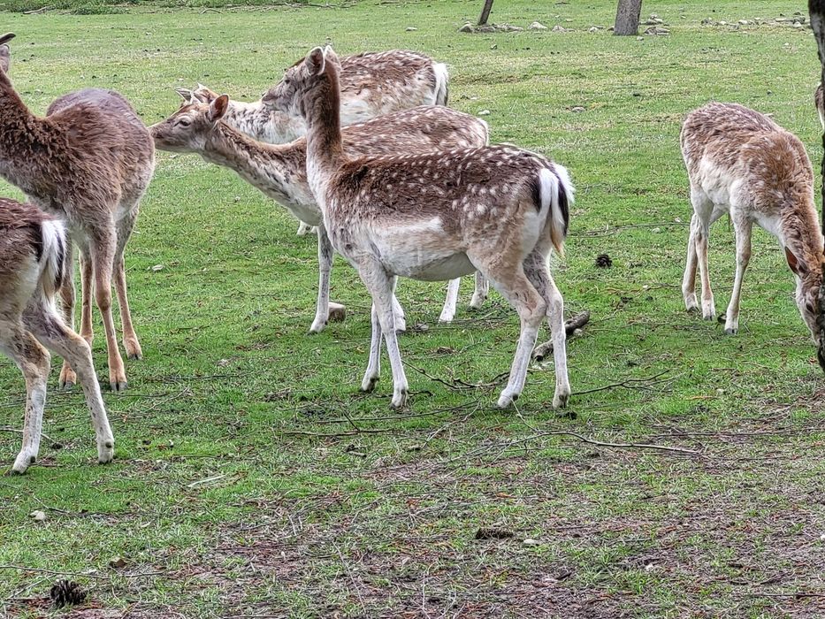 Działka budowlana nad jeziorem, Las, Blisko Poznania Pilnie sprzedam