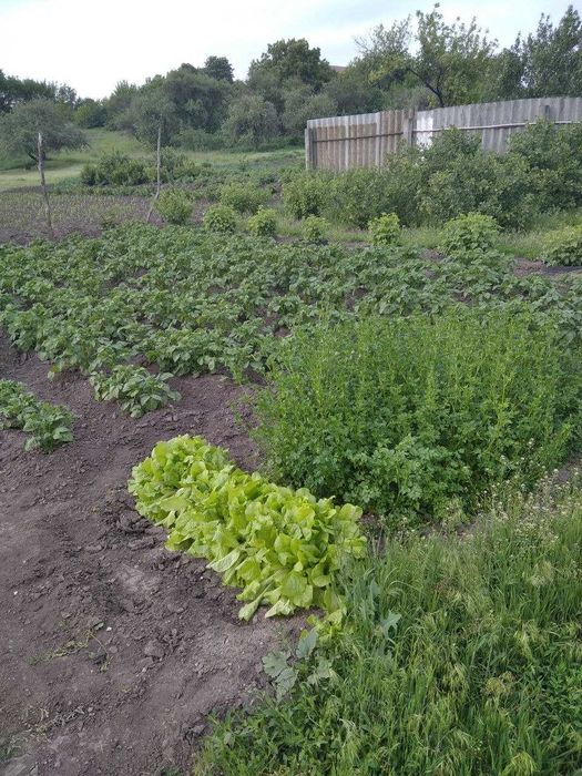 Продам будинок в селі Мілова