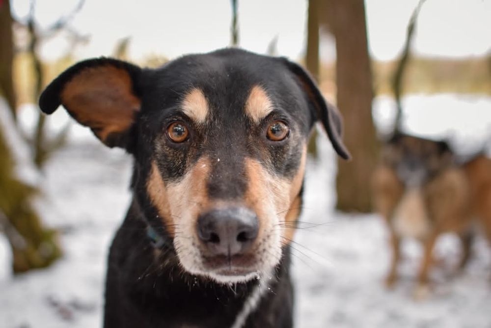 Od szczeniaka w schronisku... Czy uśmiechnie się do niego szczęście?