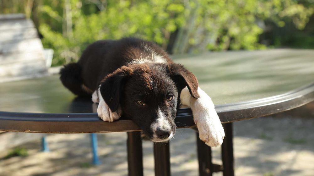 Pies rasowy Border Collie - samczyk Atos z rodowodem