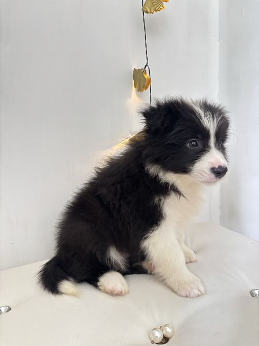Border collie szczenię z rodowodem