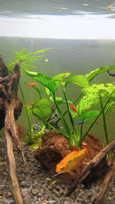 Camarões  vermelhos