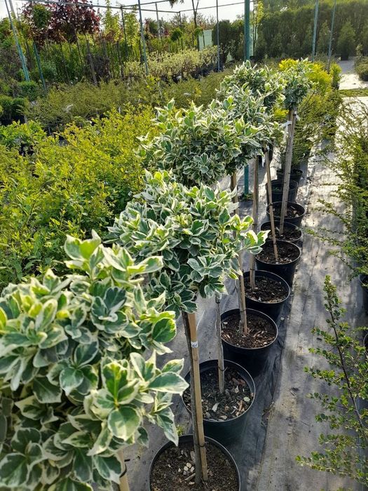 Бересклет на штамбі Emerald Gaiety | Emerald Gold | Blondy в горщиках