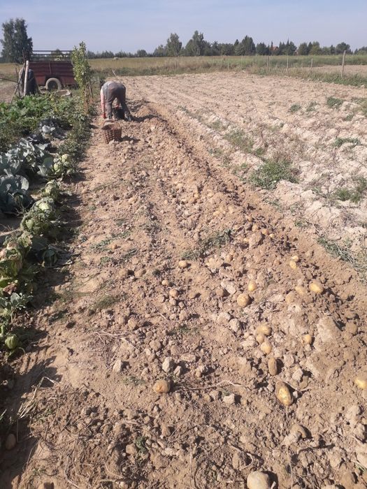 Sprzedam ziemniaki Soraya