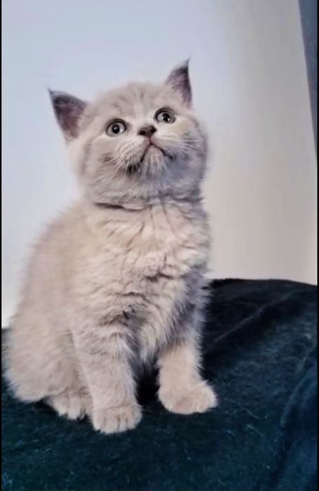 Macho British Shorthair lilac