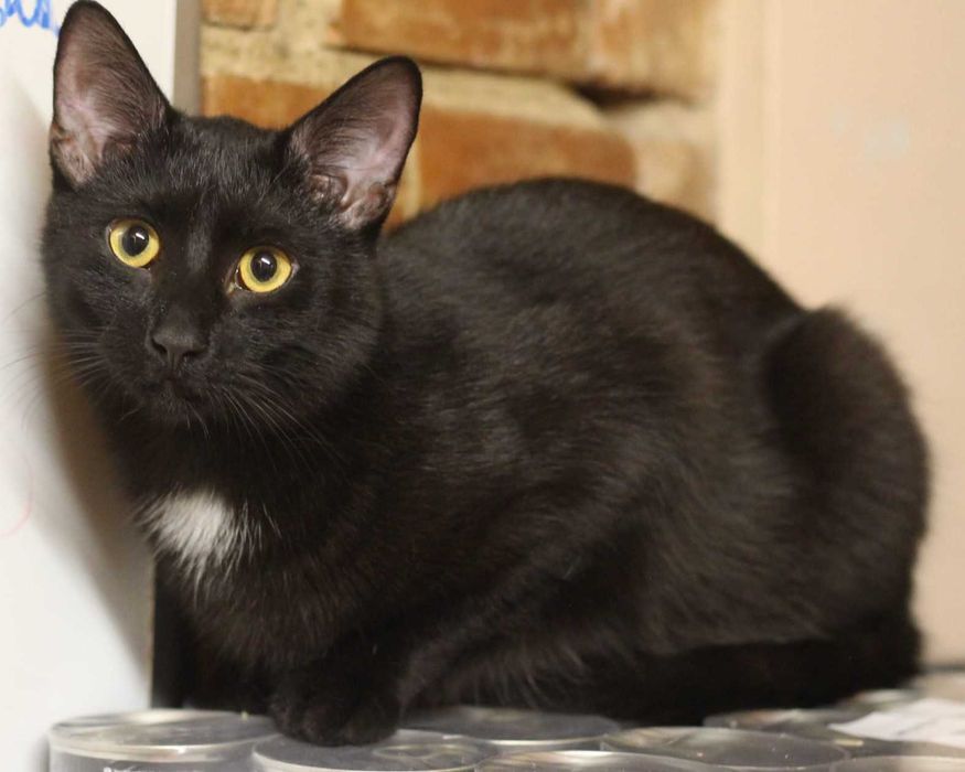 Złotooki BOGDAN wciąż wypatruje domu