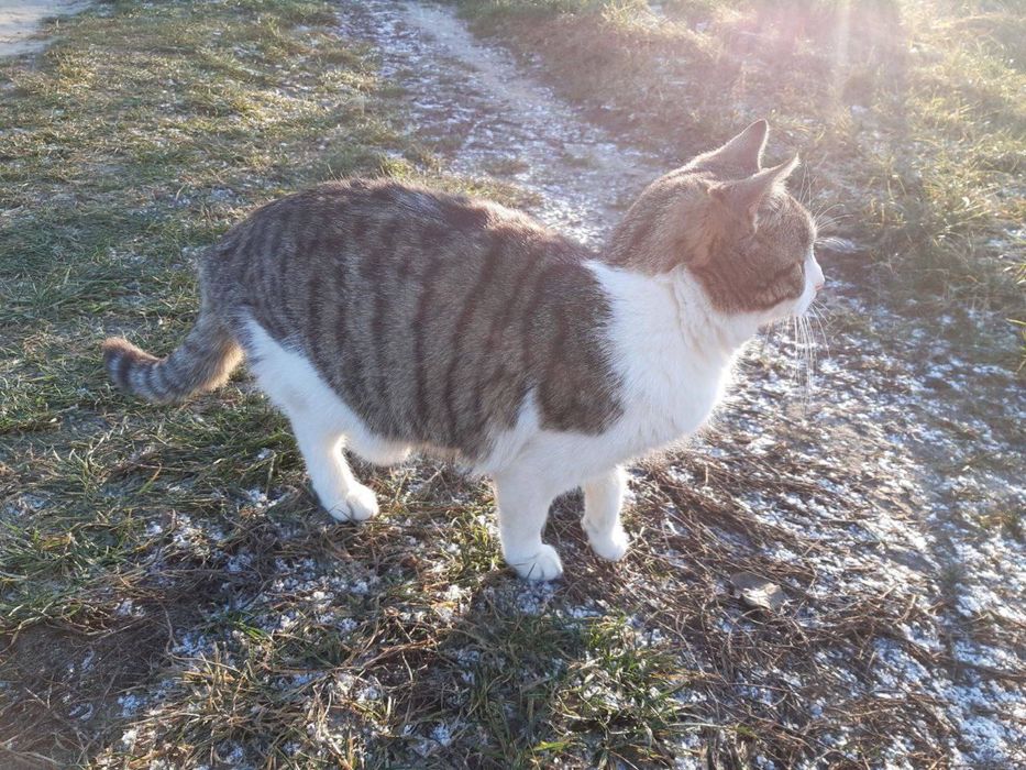 Котеня (Хлопчики/Дівчатка)