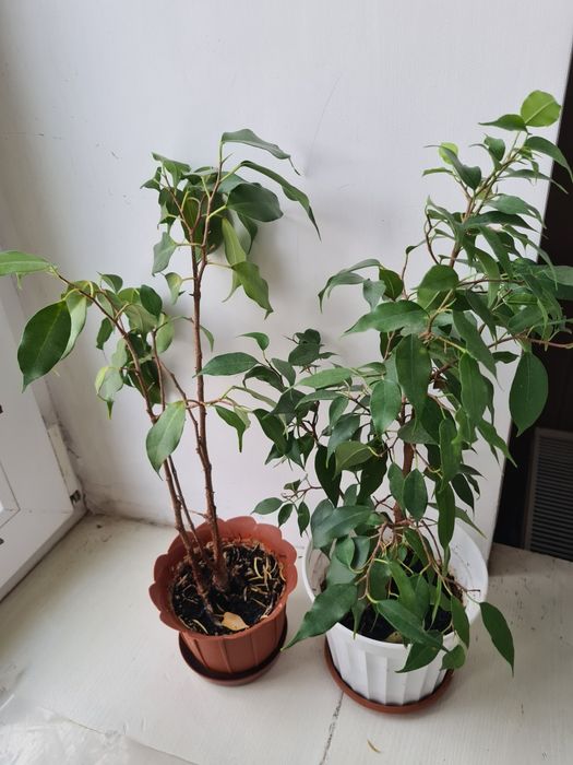 Комнатные  цветы