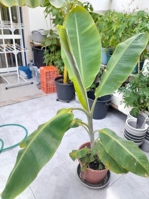 Planta bananeira.