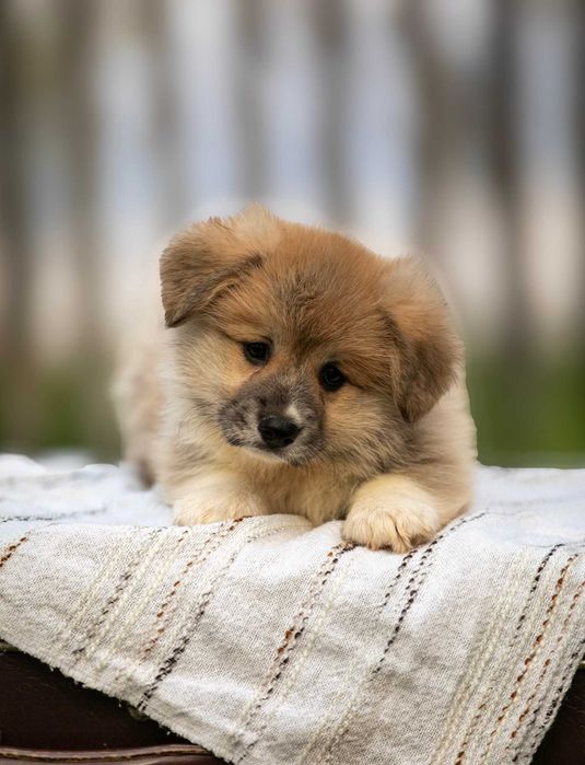 Дуже милі коргі-малюки