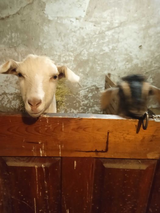 Продаються молочні кози