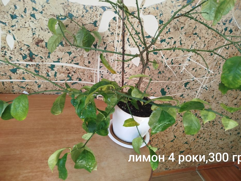 Продам   дифінбахію, лавр  та  лимон  вазони дуже великі та густі