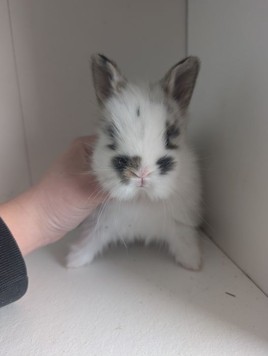 Karzełek Teddy, królik miniaturka