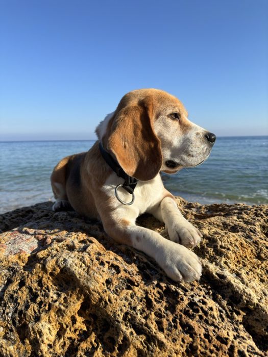 Бігль КСУ-FCI Вязка