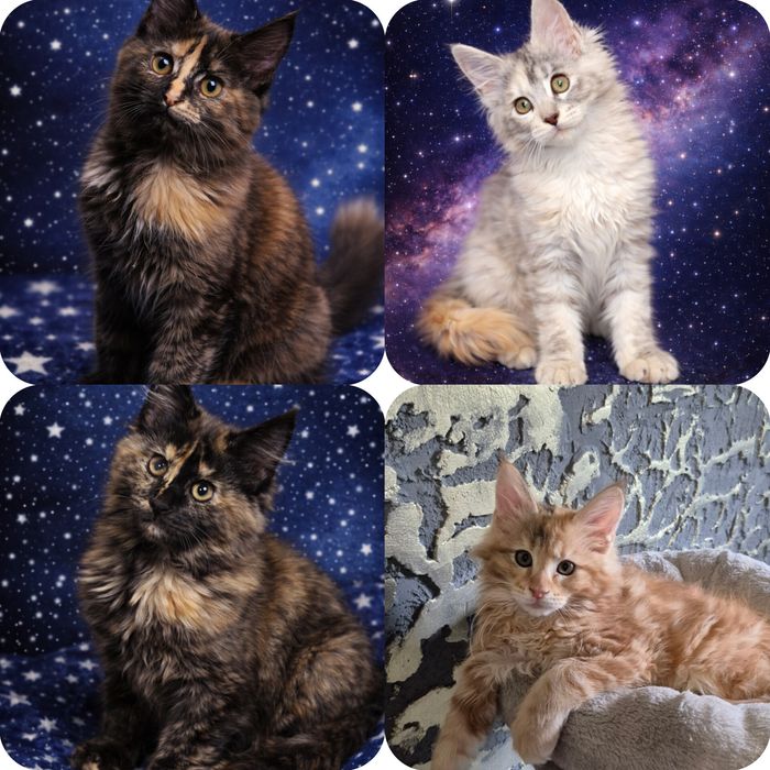 Кошенята Мейн кун