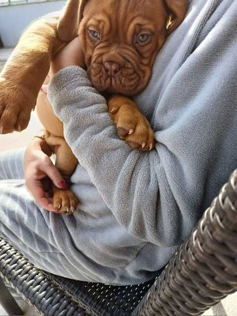 Dogue de Bordeus Princesa com LOP