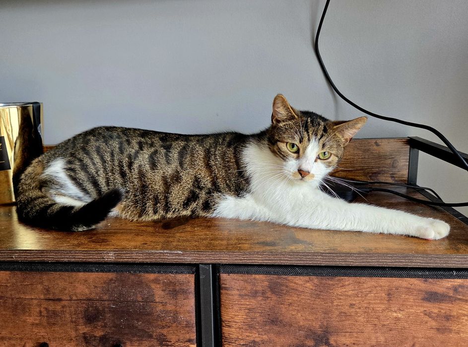 Roczny kocurek super do dzieci