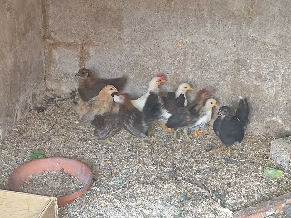 Galinhas Ceramas e Nagasaki