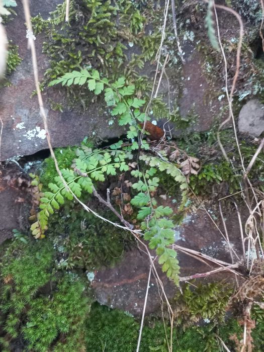 Troncos para aquários