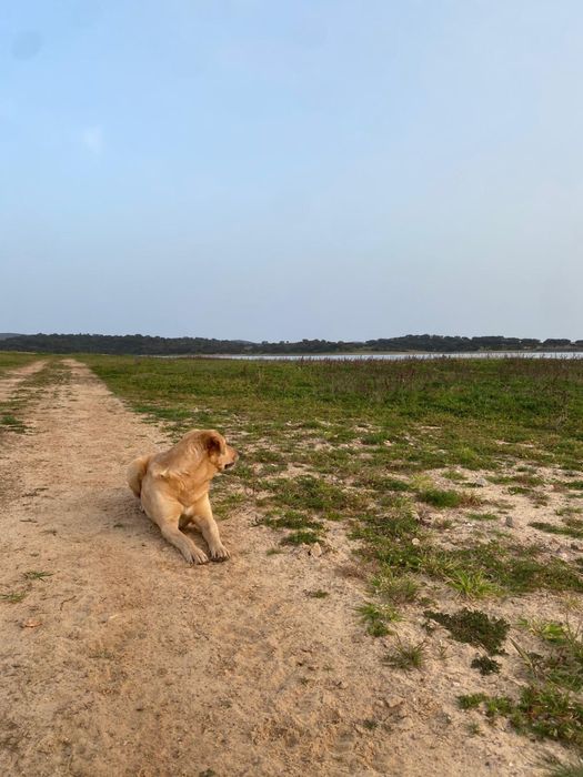 Cão adulto (6 anos) para adoção responsável – vacinado, chip e passaporte