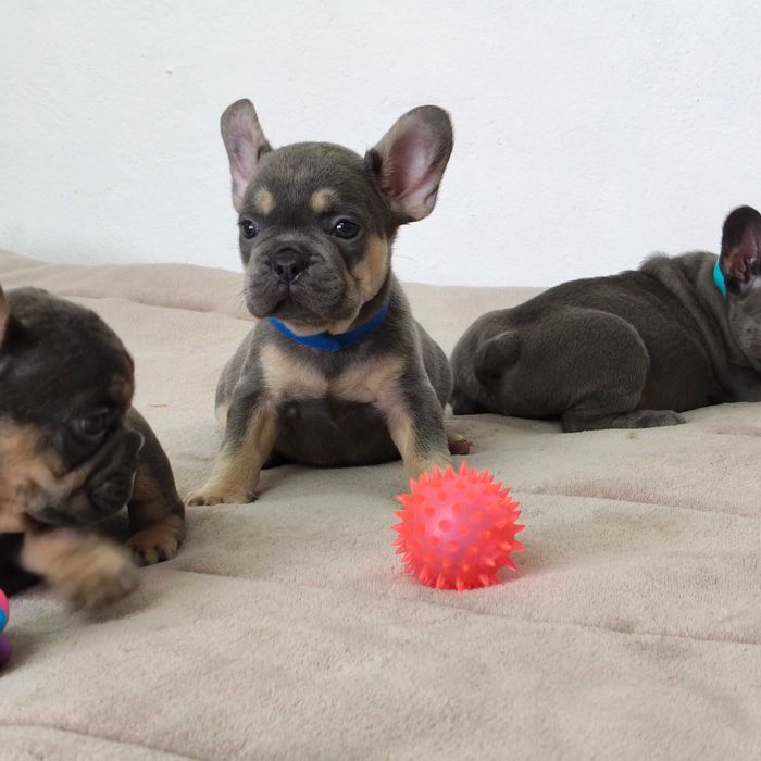 Filhote de cachorro Buldogue Francês