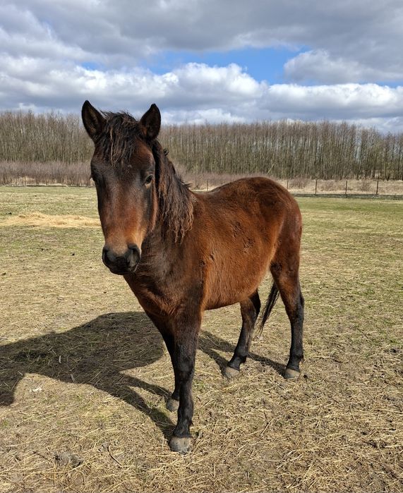 OKAZJA !!! Klacz huculska Lukrecja