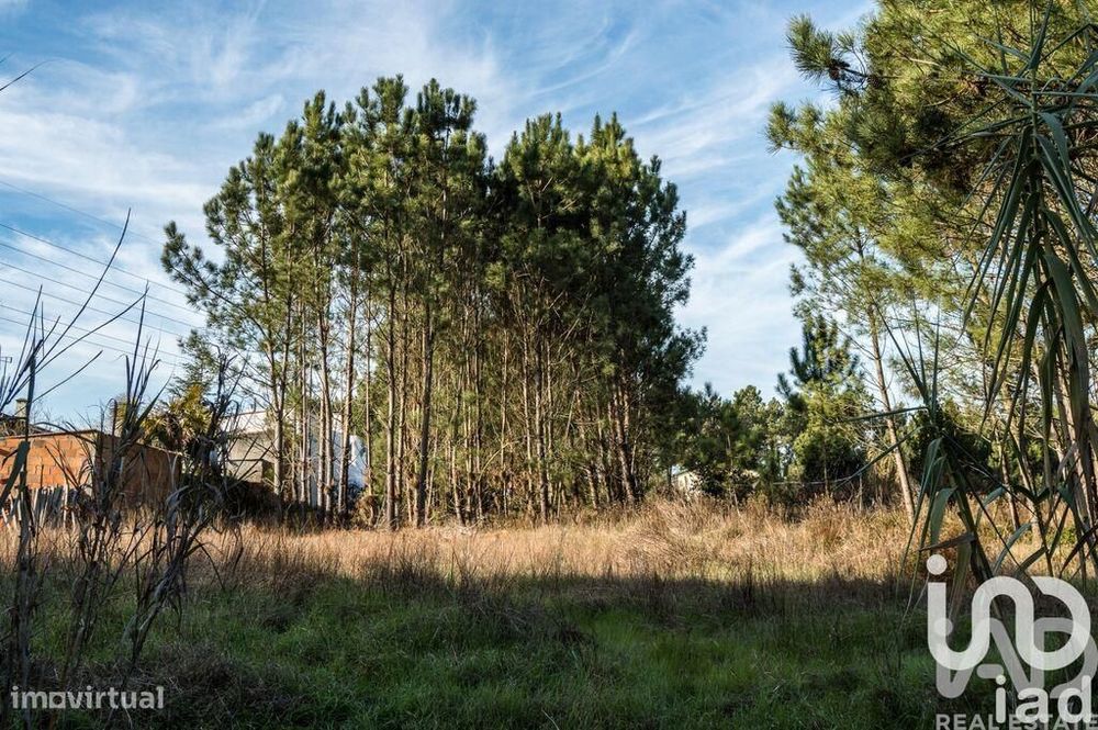 Terreno em Marinha Grande