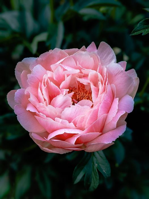 Rizomas/Bolbos de Peonias