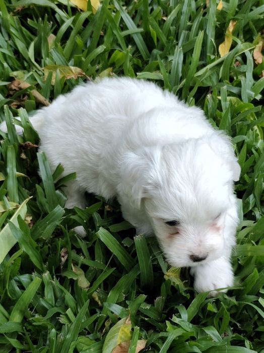 Fêmea Bichon Maltês