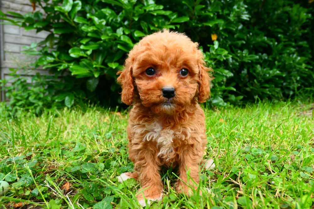 Cavapoo- Piękna zdrowa suczka- Badania genetyczne!