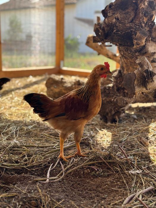 diverso coqs para venda