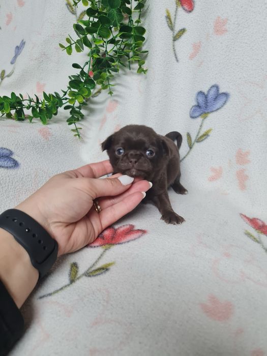 Excelente menina mini mini chihuahua/chiuaua linhagem Russa.Qualidd