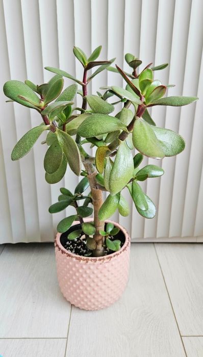 Grubosz. Drzewko szczęścia