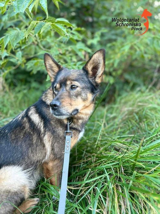 Cudowna suczka szuka domu!