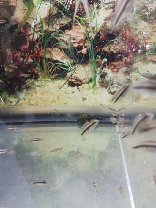 Peixes kribensis com oferta na compra de 10 oferta de mais dois