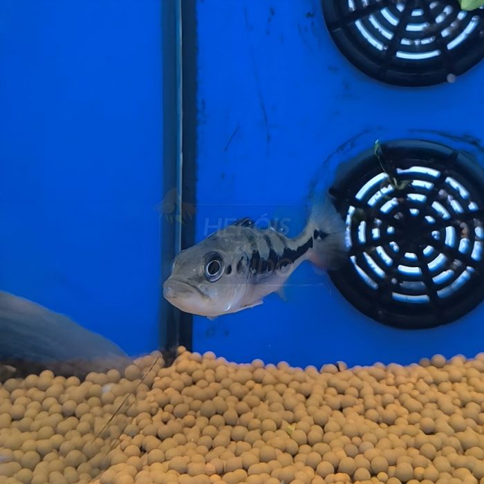 Tucunaré Amarelo (Cichla Munoculos)