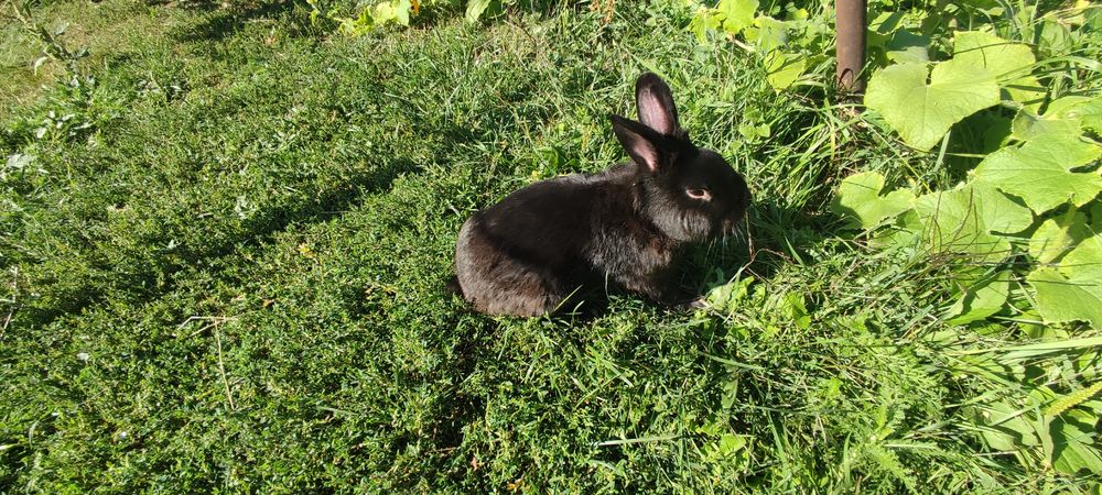 Продам декоративного кролика