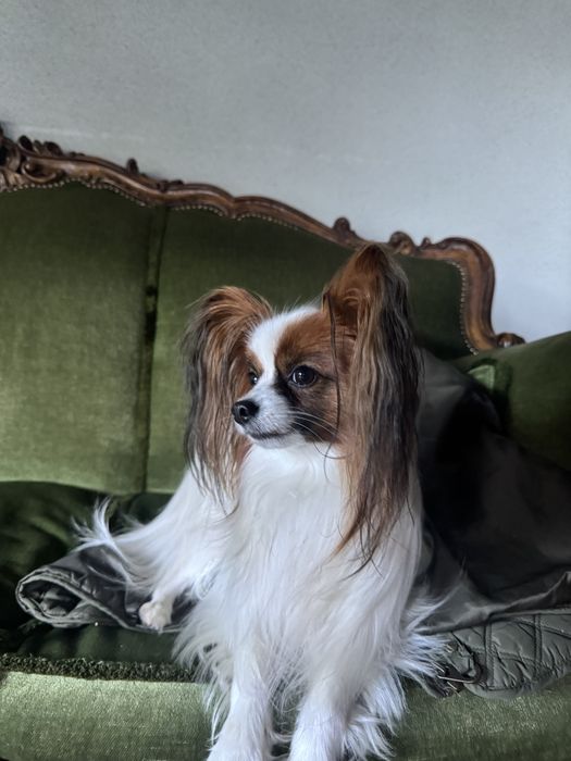 Папільйон, вʼязка