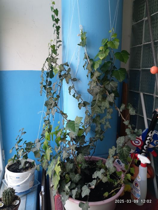 Плющ+Квіти домашні великі