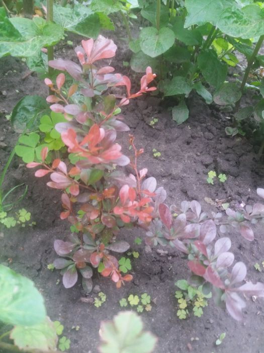 Барбарис. Барбарис низкорослый. Барбарис Атропурпуреа Нана.Многолетник