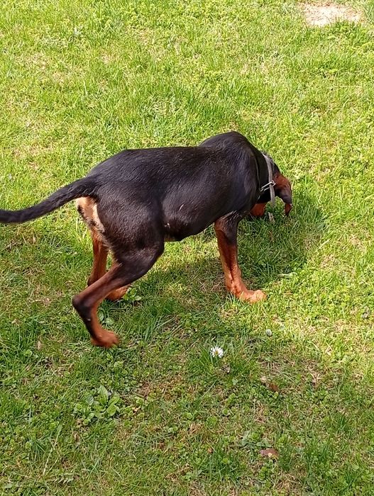 Мисливська собака