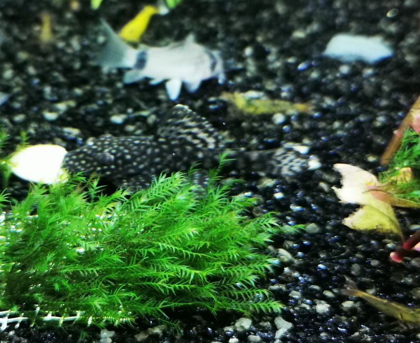 Ancistrus sp Black
