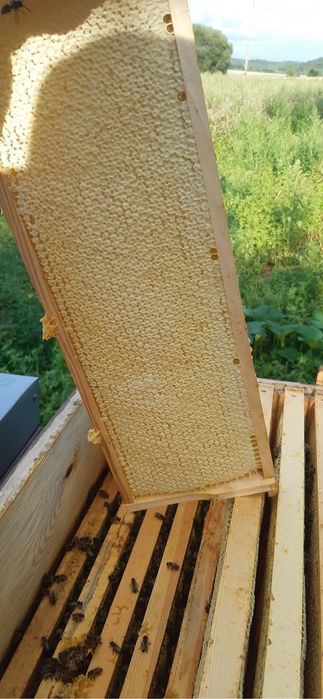 Бджоли вулики зимувалі