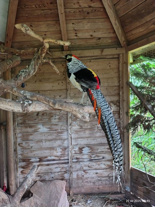 Bażanty diamentowe koguty 2024 rok